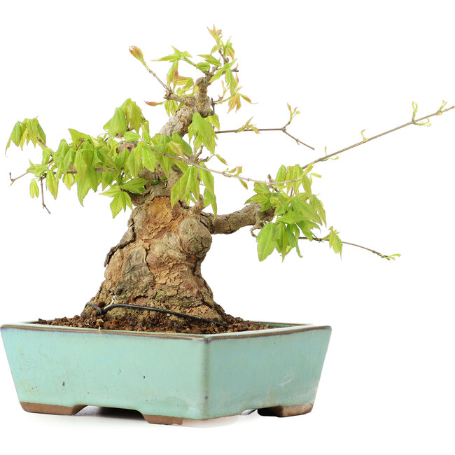 Acer buergerianum, 17 cm, ± 25 years old