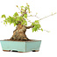 Acer buergerianum, 17 cm, ± 25 Jahre alt