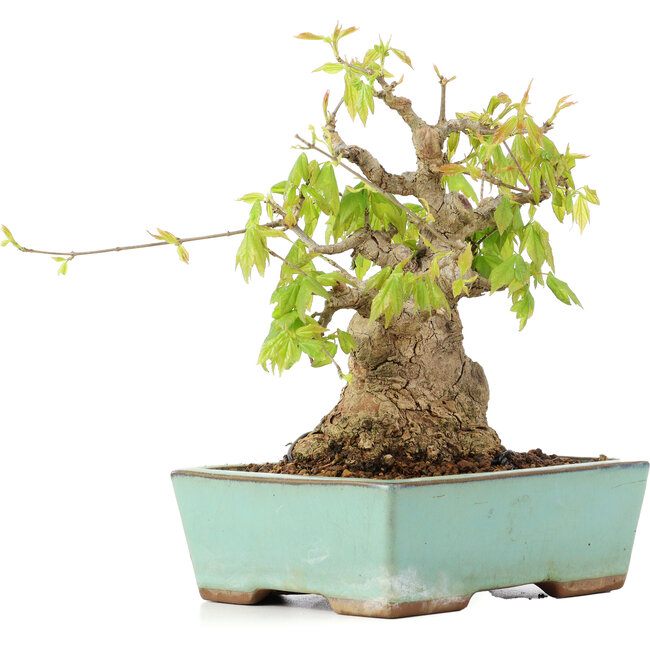 Acer buergerianum, 17 cm, ± 25 jaar oud