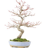 Acer palmatum, 29 cm, ± 25 jaar oud