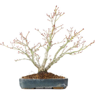Acer palmatum, 29 cm, ± 20 jaar oud
