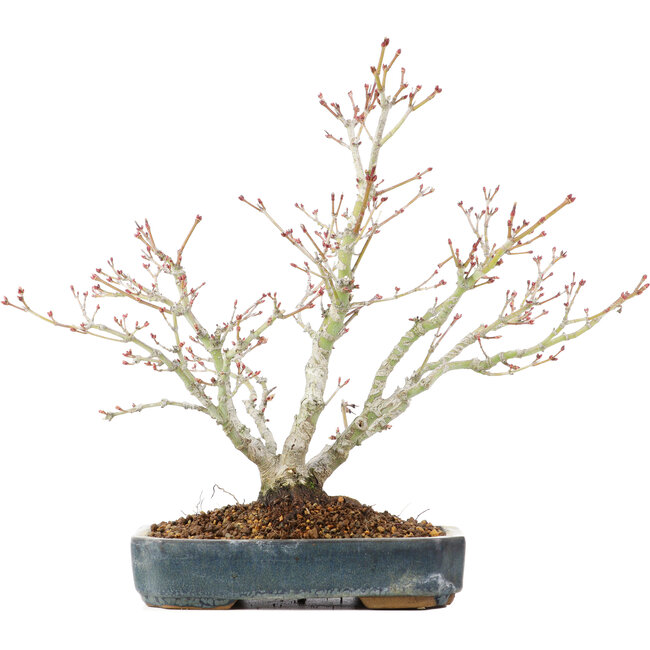 Acer palmatum, 29 cm, ± 20 anni