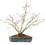 Acer palmatum, 29 cm, ± 20 jaar oud