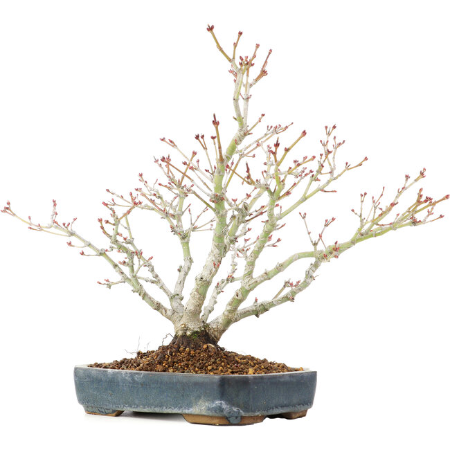 Acer palmatum, 29 cm, ± 20 years old