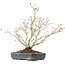 Acer palmatum, 29 cm, ± 20 jaar oud