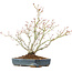 Acer palmatum, 29 cm, ± 20 years old