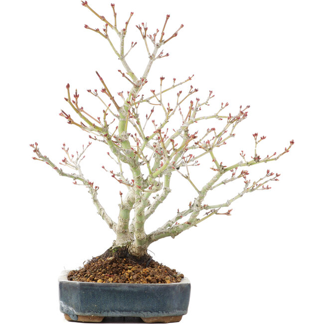 Acer palmatum, 29 cm, ± 20 jaar oud