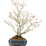 Acer palmatum, 29 cm, ± 20 ans