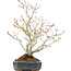 Acer palmatum, 29 cm, ± 20 years old