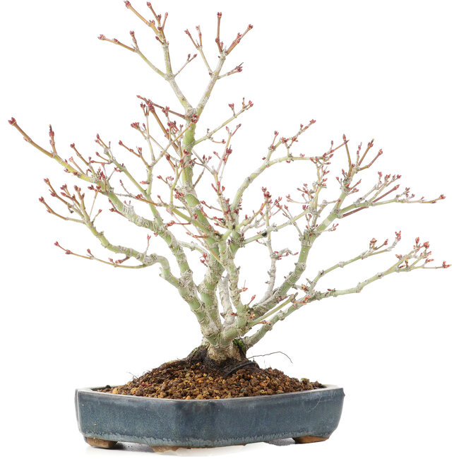 Acer palmatum, 29 cm, ± 20 ans