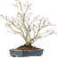 Acer palmatum, 29 cm, ± 20 ans