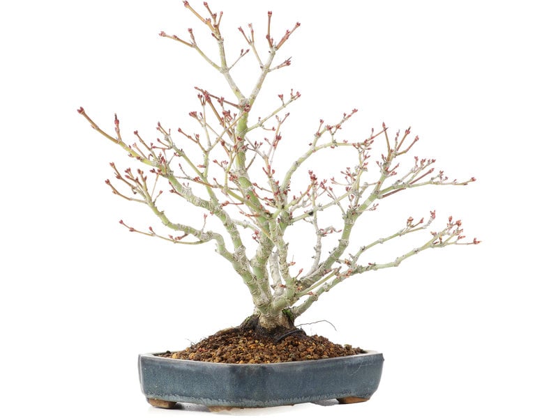 Acer palmatum, 29 cm, ± 20 jaar oud