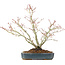 Acer palmatum, 29 cm, ± 20 anni