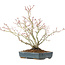 Acer palmatum, 29 cm, ± 20 Jahre alt