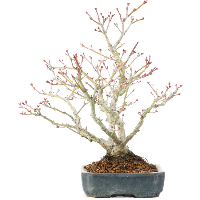 Acer palmatum, 29 cm, ± 20 ans
