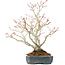 Acer palmatum, 29 cm, ± 20 anni