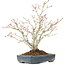 Acer palmatum, 29 cm, ± 20 anni