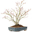 Acer palmatum, 29 cm, ± 20 years old