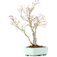 Acer palmatum, 36 cm, ± 25 jaar oud