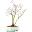 Acer palmatum, 36 cm, ± 25 jaar oud