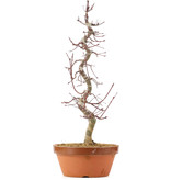 Acer palmatum Deshojo, 48 cm, ± 12 jaar oud