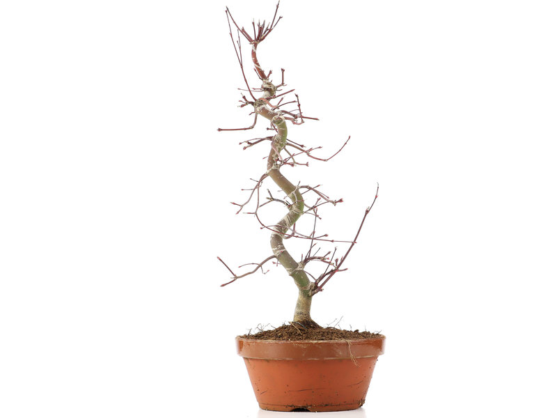 Acer palmatum Deshojo, 50 cm, ± 12 jaar oud
