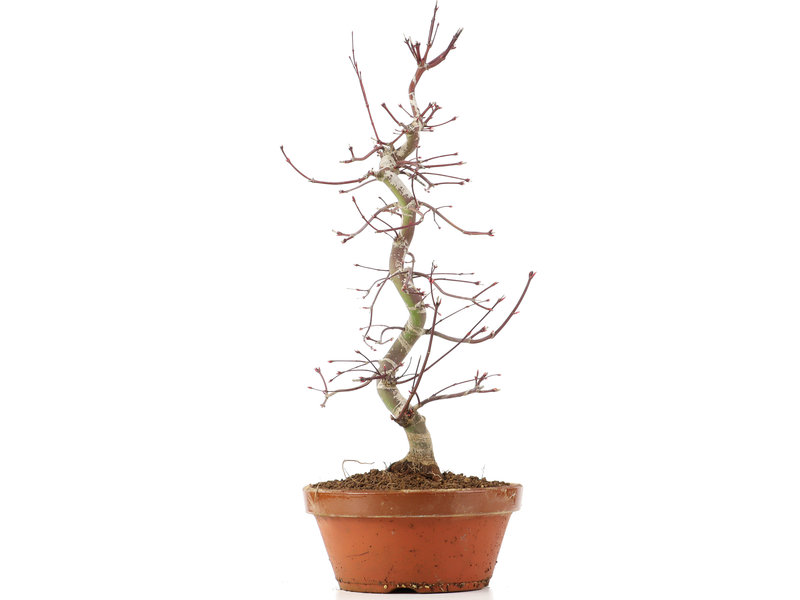 Acer palmatum Deshojo, 50 cm, ± 12 jaar oud