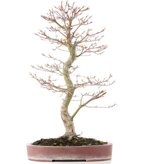 Acer palmatum, 48 cm, ± 15 anni