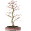 Acer palmatum, 48 cm, ± 15 anni