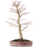 Acer palmatum, 48 cm, ± 15 jaar oud