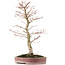 Acer palmatum, 48 cm, ± 15 anni