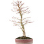 Acer palmatum, 48 cm, ± 15 anni