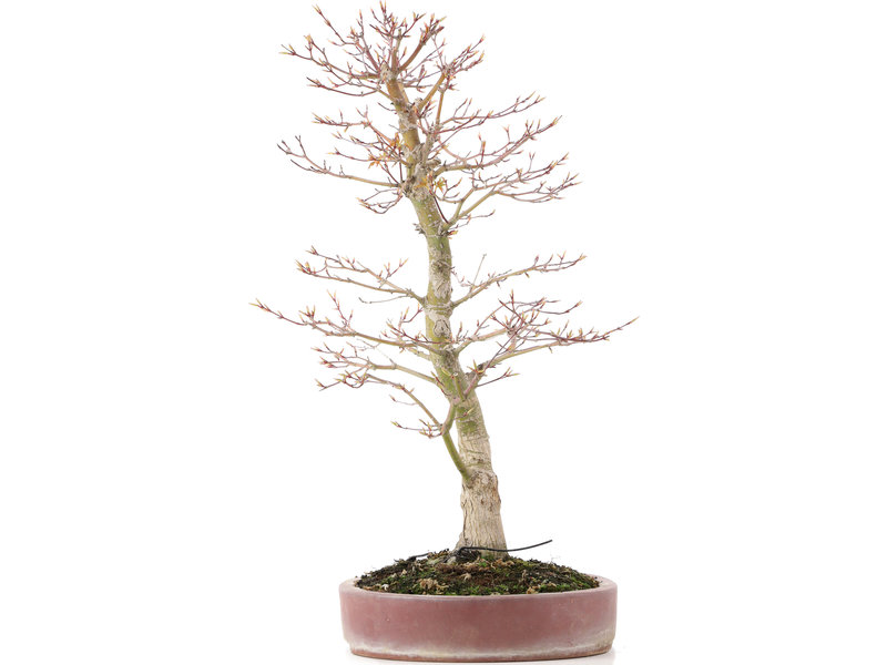 Acer palmatum, 48 cm, ± 15 jaar oud