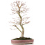 Acer palmatum, 48 cm, ± 15 anni