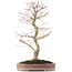 Acer palmatum, 48 cm, ± 15 jaar oud