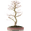 Acer palmatum, 48 cm, ± 15 years old