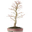 Acer palmatum, 48 cm, ± 15 anni