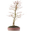 Acer palmatum, 48 cm, ± 15 jaar oud