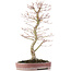 Acer palmatum, 48 cm, ± 15 anni