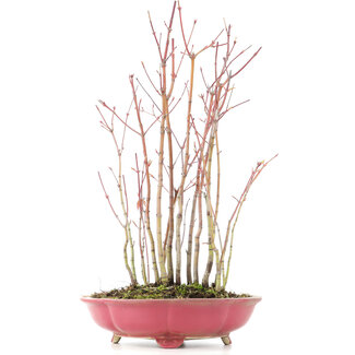 Acer palmatum, 34 cm, ± 8 jaar oud