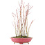 Acer palmatum, 34 cm, ± 8 jaar oud