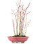 Acer palmatum, 34 cm, ± 8 Jahre alt