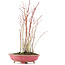 Acer palmatum, 34 cm, ± 8 jaar oud