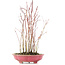 Acer palmatum, 34 cm, ± 8 Jahre alt