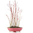 Acer palmatum, 34 cm, ± 8 jaar oud