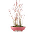 Acer palmatum, 34 cm, ± 8 jaar oud