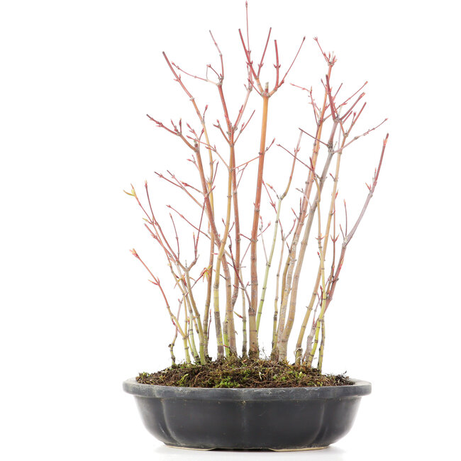 Acer palmatum, 34 cm, ± 8 jaar oud