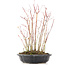 Acer palmatum, 34 cm, ± 8 jaar oud