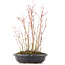 Acer palmatum, 34 cm, ± 8 anni