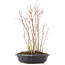 Acer palmatum, 34 cm, ± 8 Jahre alt